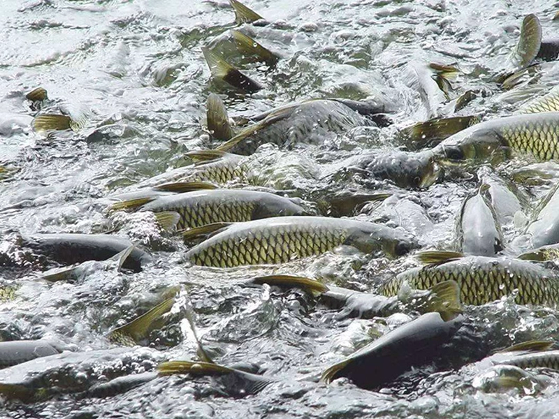 Aquaculture Water Storage