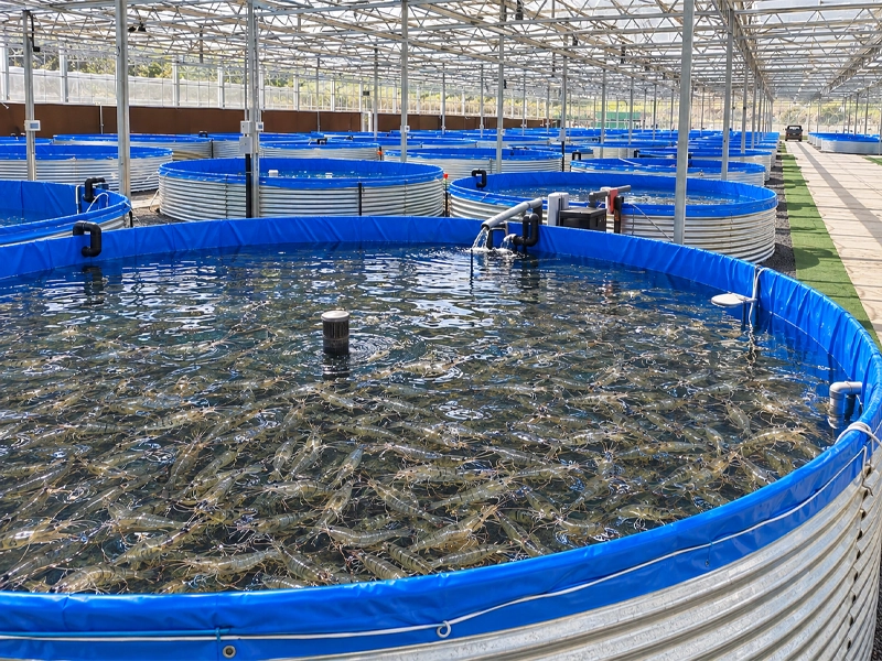 Shrimp Farming Tank